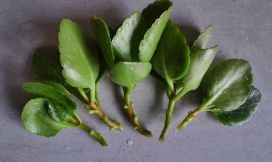 长寿花扦插 长寿花扦插