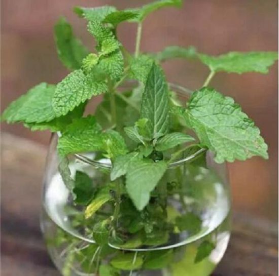 薄荷扦插 薄荷扦插