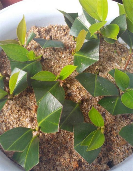 茶花扦插 茶花扦插