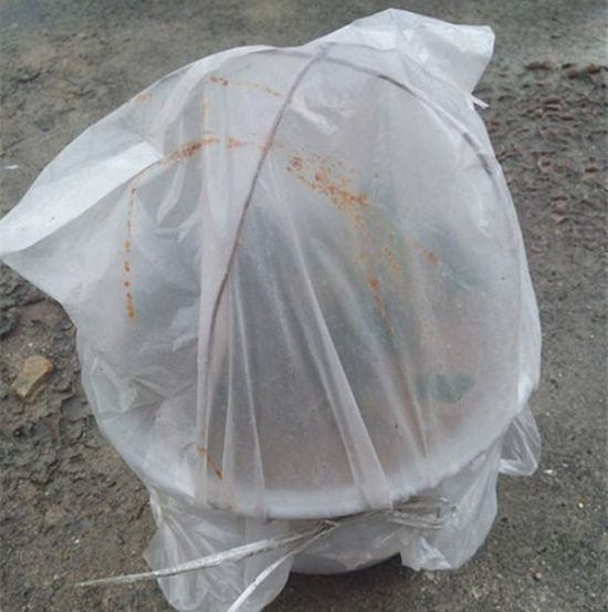 茶花扦插 茶花扦插