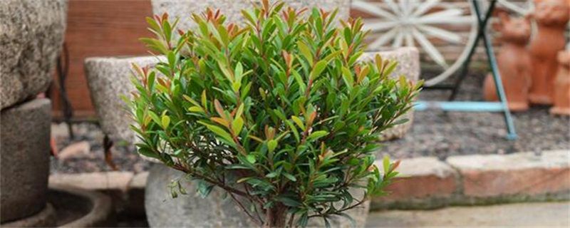 小叶赤楠怎么养护？小叶赤楠的养护方法