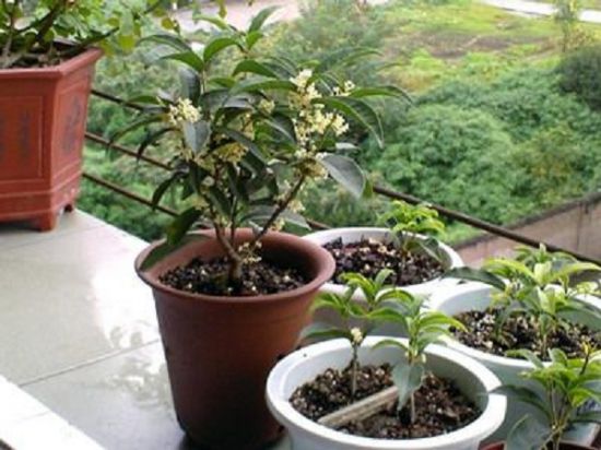 桂花扦插 桂花扦插