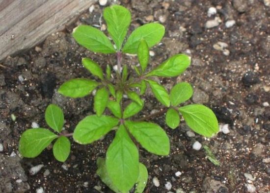 醉蝶花幼苗 醉蝶花幼苗