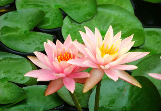 盆栽荷花种子播种技术，荷花种子需人工破口浸