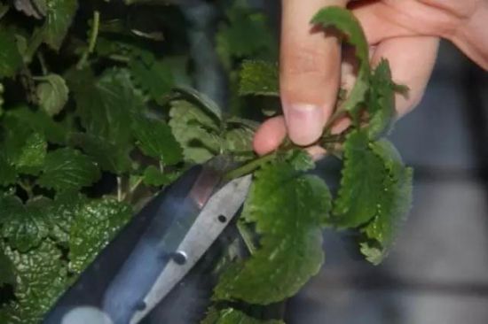 薄荷扦插 薄荷扦插