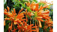 炮仗花叶子发黄怎么办？炮仗花叶子发黄的处理方法