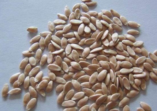 醉蝶花种子 醉蝶花种子