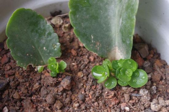 长寿花扦插 长寿花扦插