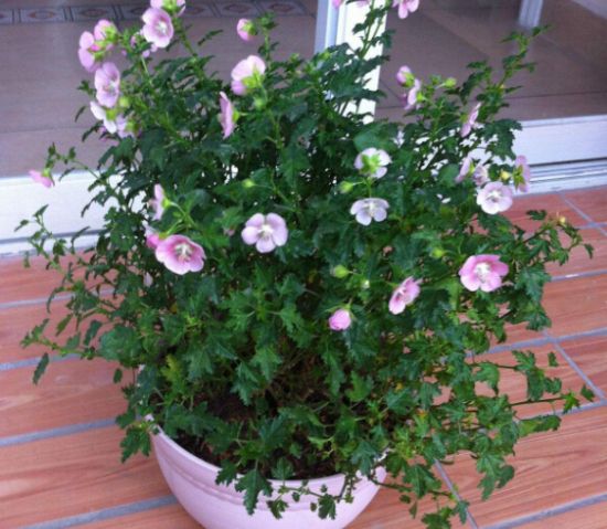 这些植物气温越高它们长得越浪 这些植物气温越高它们长得越浪