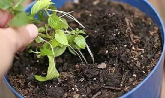 薄荷扦插 薄荷扦插