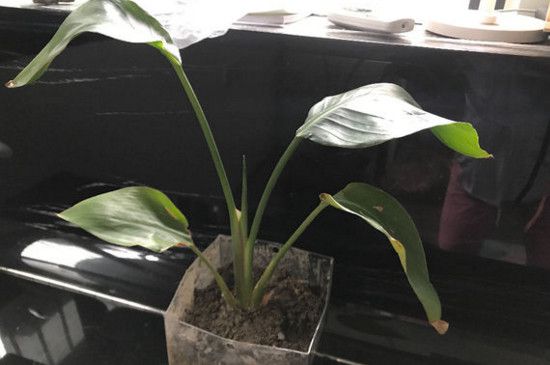 天堂鸟叶子焦边怎么办？天堂鸟叶子焦边的解决