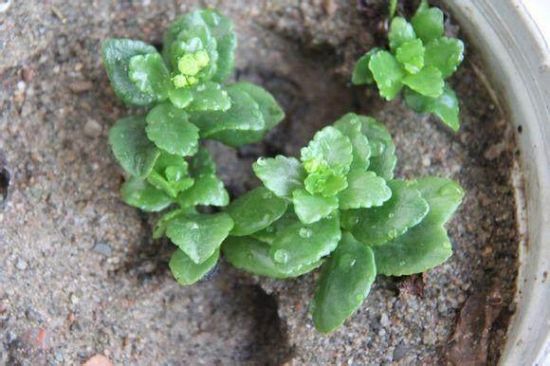 长寿花扦插 长寿花扦插