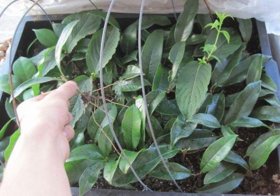 桂花扦插 桂花扦插