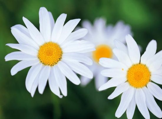 雏菊花语：隐藏在心中的爱