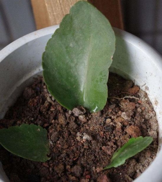 长寿花扦插 长寿花扦插