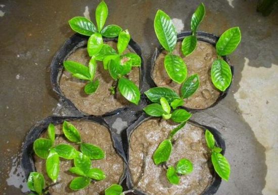 栀子花扦插 栀子花扦插