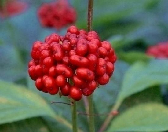 绽放的人参花 绽放的人参花