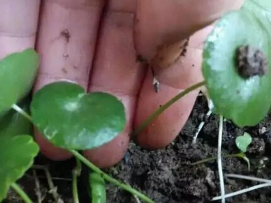 铜线草扦插 铜线草扦插