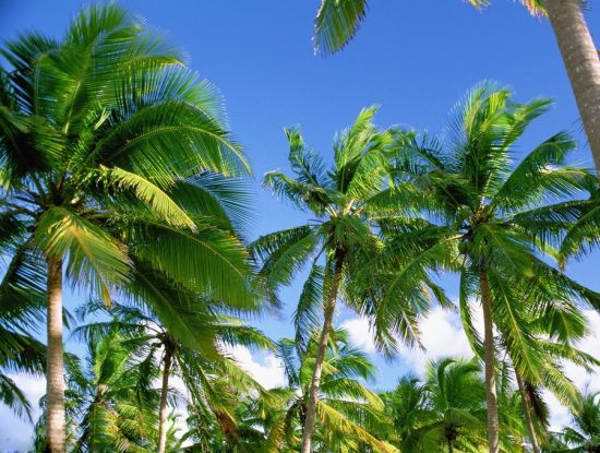 椰子树林图片