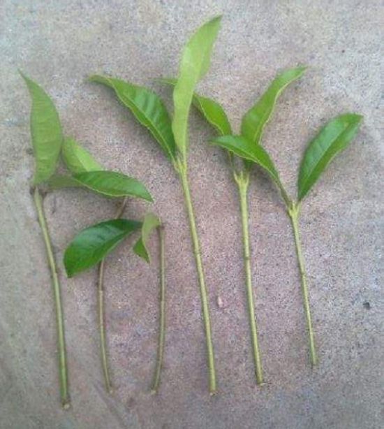 桂花扦插 桂花扦插