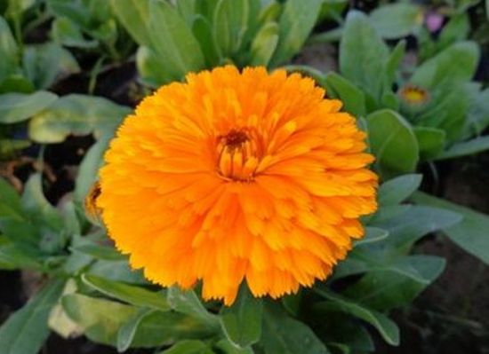 秋播草花:金盏菊 秋播草花:金盏菊