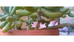 肉多多植物怎么繁殖？繁殖肉多多植物的方法