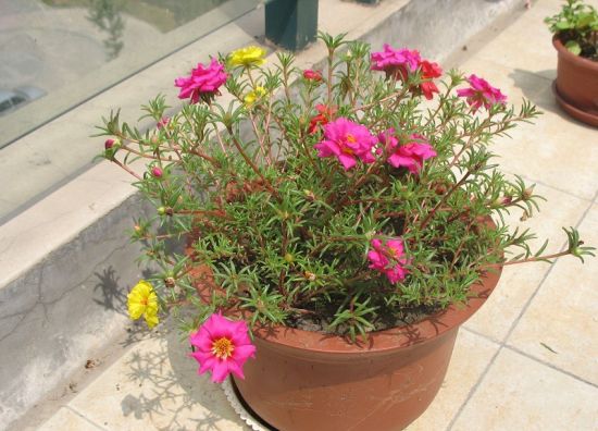 太阳花扦插 太阳花扦插