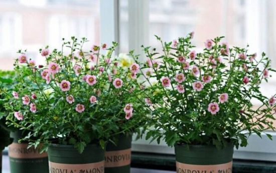 这些植物气温越高它们长得越浪 这些植物气温越高它们长得越浪