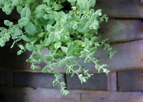 凤梨薄荷 凤梨薄荷