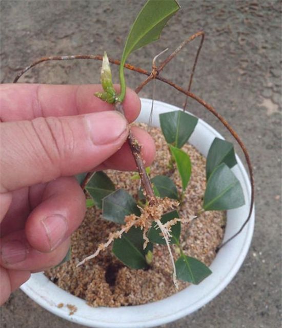 茶花扦插 茶花扦插