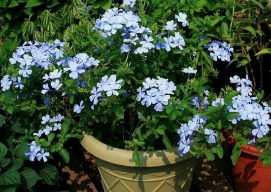 这些植物气温越高它们长得越浪 这些植物气温越高它们长得越浪