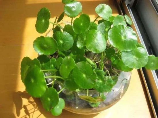 铜线草扦插 铜线草扦插