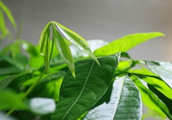 朝气蓬勃的发财树图片 朝气蓬勃的发财树图片