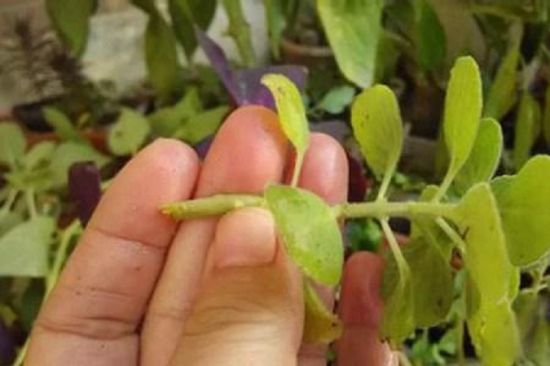 碰碰香扦插 碰碰香扦插