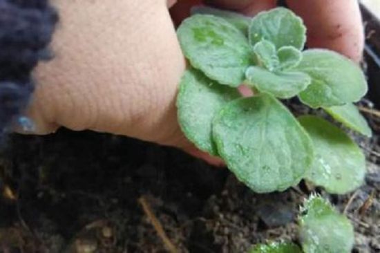 碰碰香扦插 碰碰香扦插