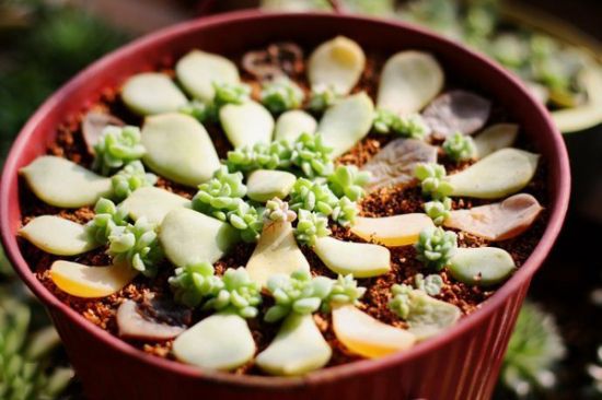 多肉叶插繁殖 多肉叶插繁殖