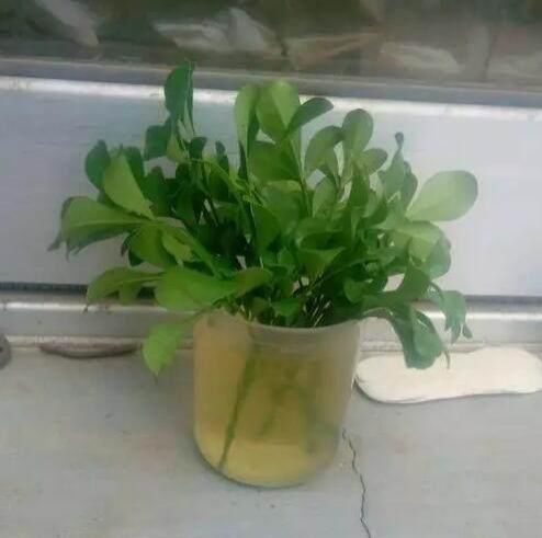 米兰扦插 米兰扦插