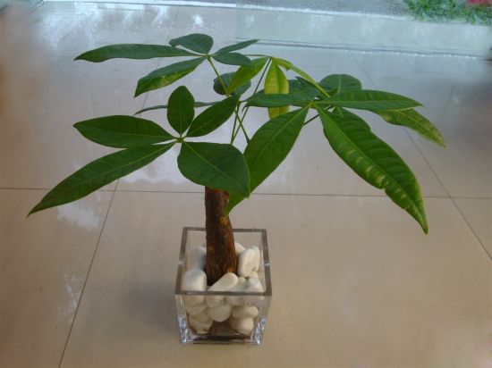 恬淡素雅的发财树图片 恬淡素雅的发财树图片