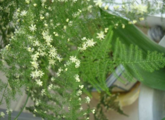 文竹 开花 文竹 开花