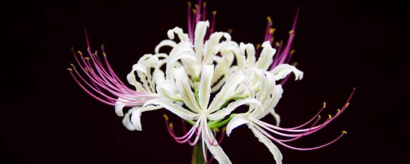 彼岸花的寓意：生死两隔,永不相见