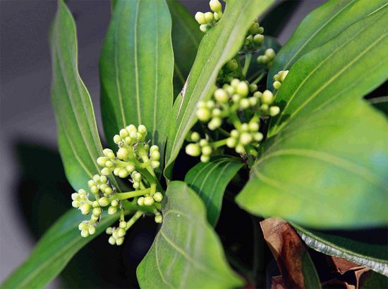 平安树花蕾图片 平安树花蕾图片