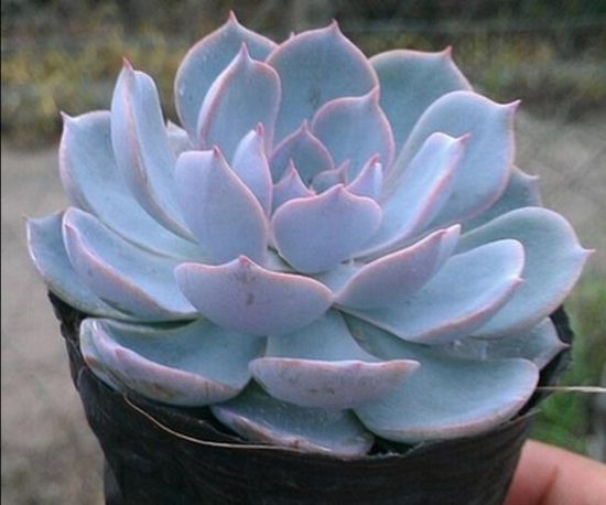 石莲花的功效与作用 石莲花的功效与作用