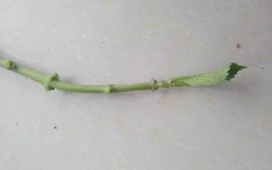 绣球扦插 绣球扦插