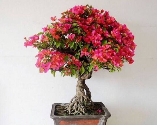 这些植物气温越高它们长得越浪 这些植物气温越高它们长得越浪