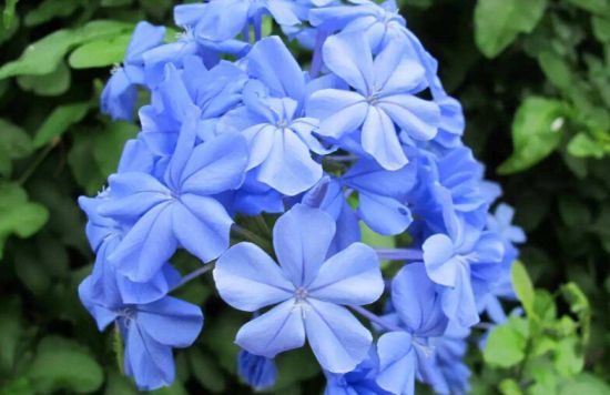 这些植物气温越高它们长得越浪 这些植物气温越高它们长得越浪