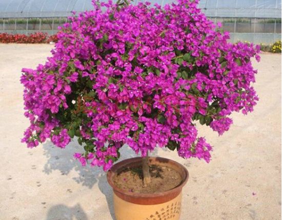 这些植物气温越高它们长得越浪 这些植物气温越高它们长得越浪