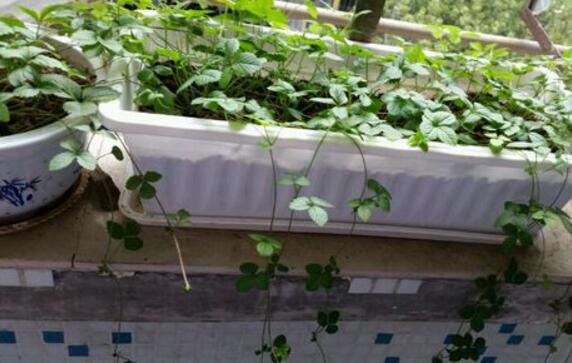 草莓长藤怎么处理？可繁殖成新植株或直接剪掉