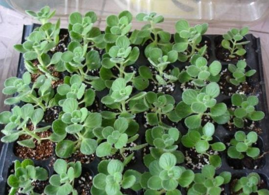 碰碰香扦插 碰碰香扦插