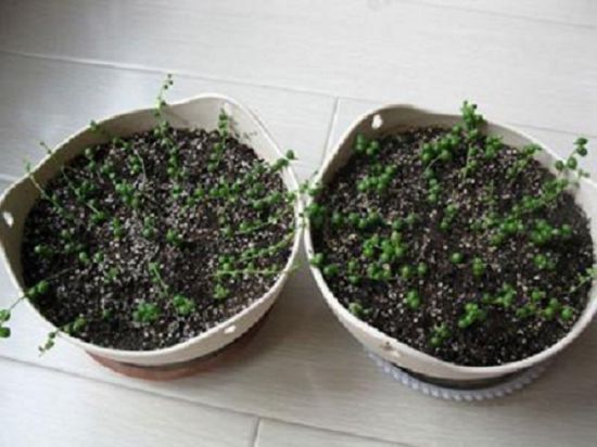 佛珠吊兰扦插 佛珠吊兰扦插