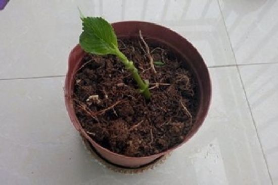 绣球扦插 绣球扦插